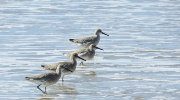 Another Baran Vacation, Part 2— Featuring Hazardous Puzzles, 17th Century Swords, and Bird&nbsp;Poop