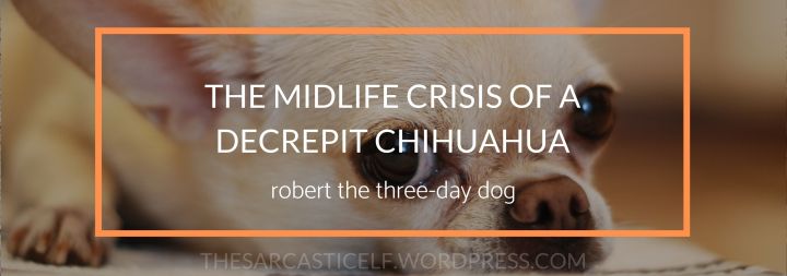 The Midlife Crisis of a Decrepit Chihuahua // robert the three-day&nbsp;dog